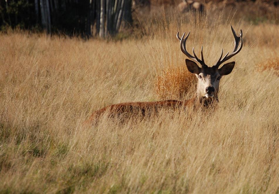 stag